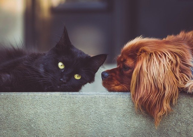 Un propriétaire peut-il interdire un chien ou un chat ?